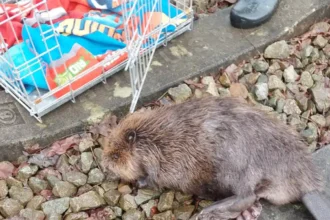 Geel hikers rescue injured beaver admitted in VOC Care