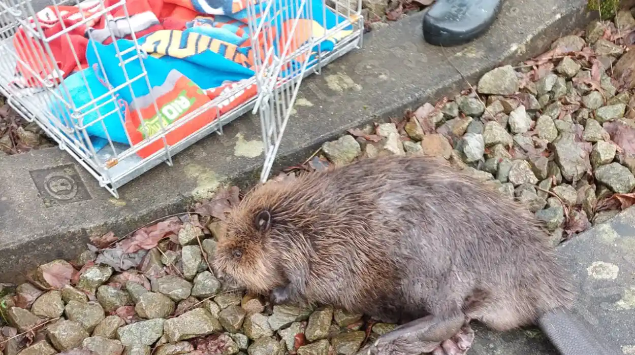 Geel hikers rescue injured beaver admitted in VOC Care