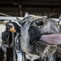 Geel’s farmer Marcel Helen warns of Foot-and-Mouth disease