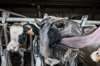 Geel’s farmer Marcel Helen warns of Foot-and-Mouth disease