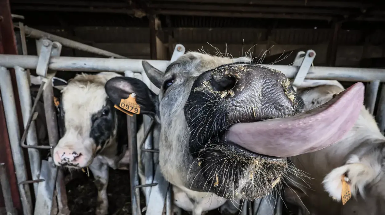 Geel’s farmer Marcel Helen warns of Foot-and-Mouth disease