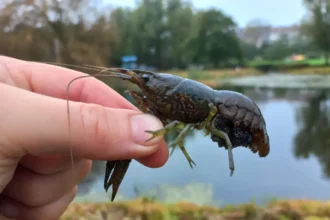 Genk's fight against invasive marbled crayfish INBO's volunteer initiative