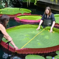 Ghent Botanical Garden's Giant Water Lilies