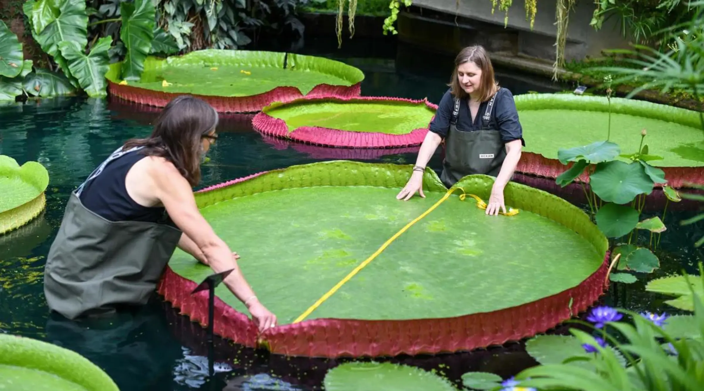 Ghent Botanical Garden's Giant Water Lilies