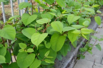 Ghent tackles 583 knotweed cases with tech, trees, sheep