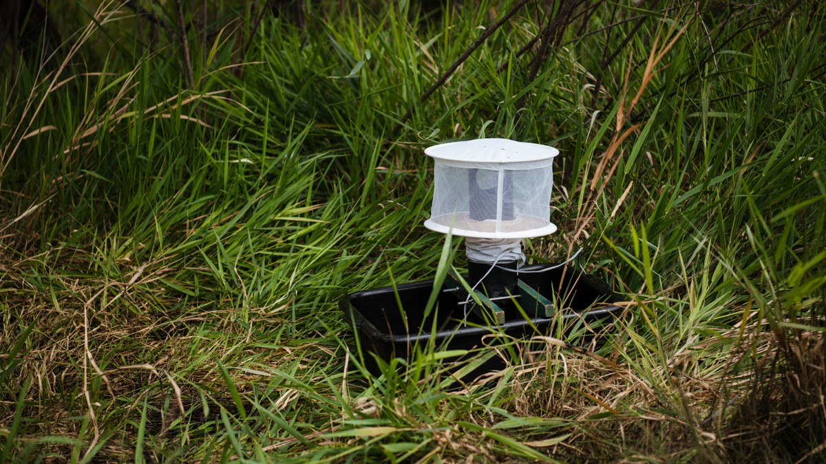 West Nile virus research showing Culex mosquito and virus particles studied by European scientists