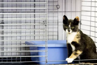 Grimbergen urges pet owners to check chip info