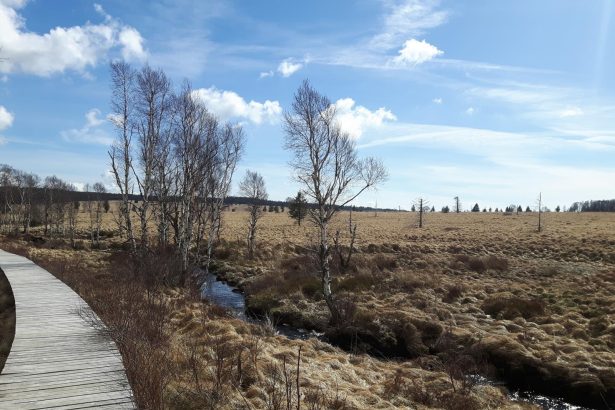 Panoramic view of the High Fens region affected by the Belgium wildfire