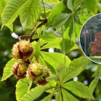Haacht Wespelaar Arboretum moves Oak to protect rare horse Chestnut