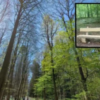 Halle 3 wooden 200kg benches disappear from Hallerbos