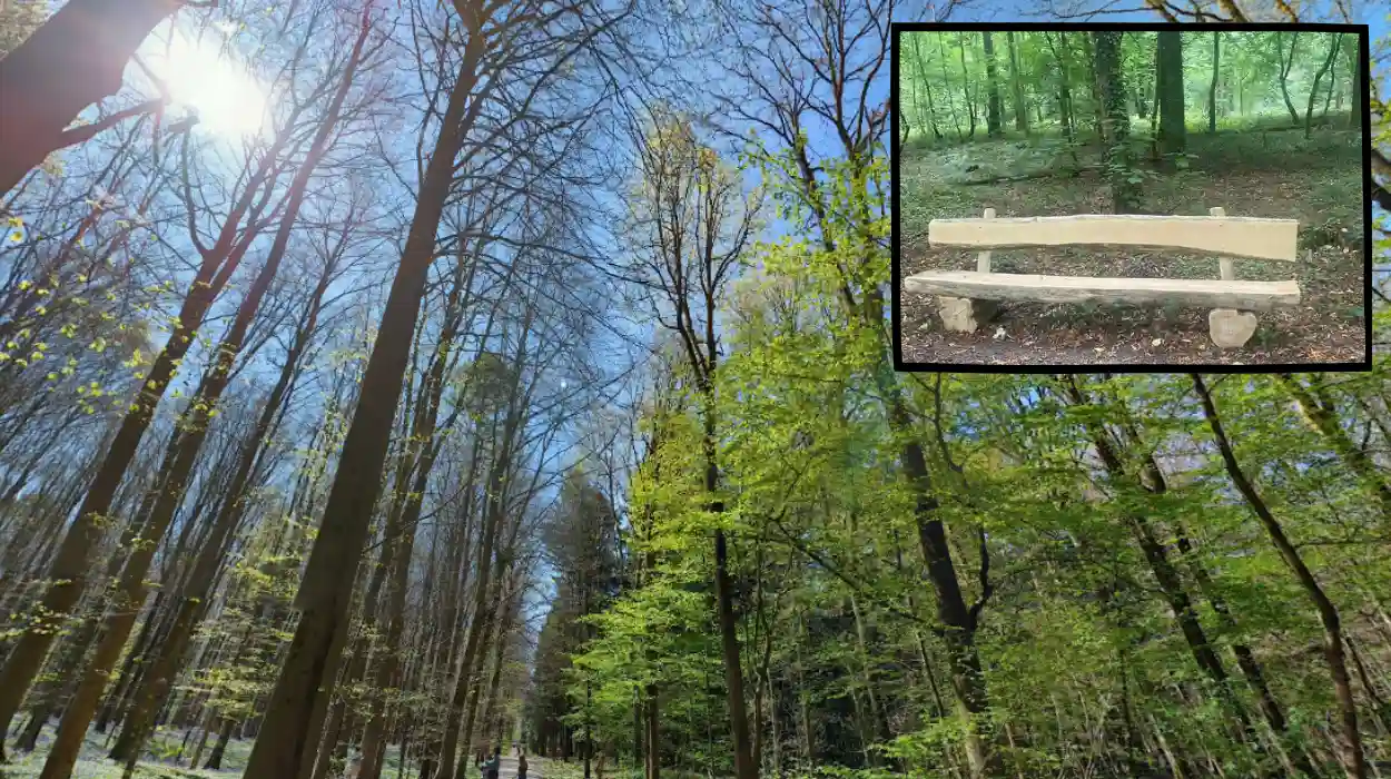 Halle: 3 wooden 200kg benches disappear from Hallerbos