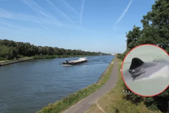 Harbor Porpoise at risk in Herentals, SOS Dolfijn alerts