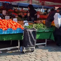 Harmful fruit fly found at Sint-Jans-Molenbeek market