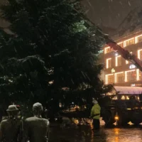 Hasselt Christmas tree transformed for Pair Daiza animals