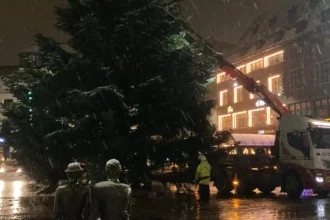 Hasselt Christmas tree transformed for Pair Daiza animals