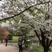 Hasselt Japanese Garden opens early on March 1 with Hanami