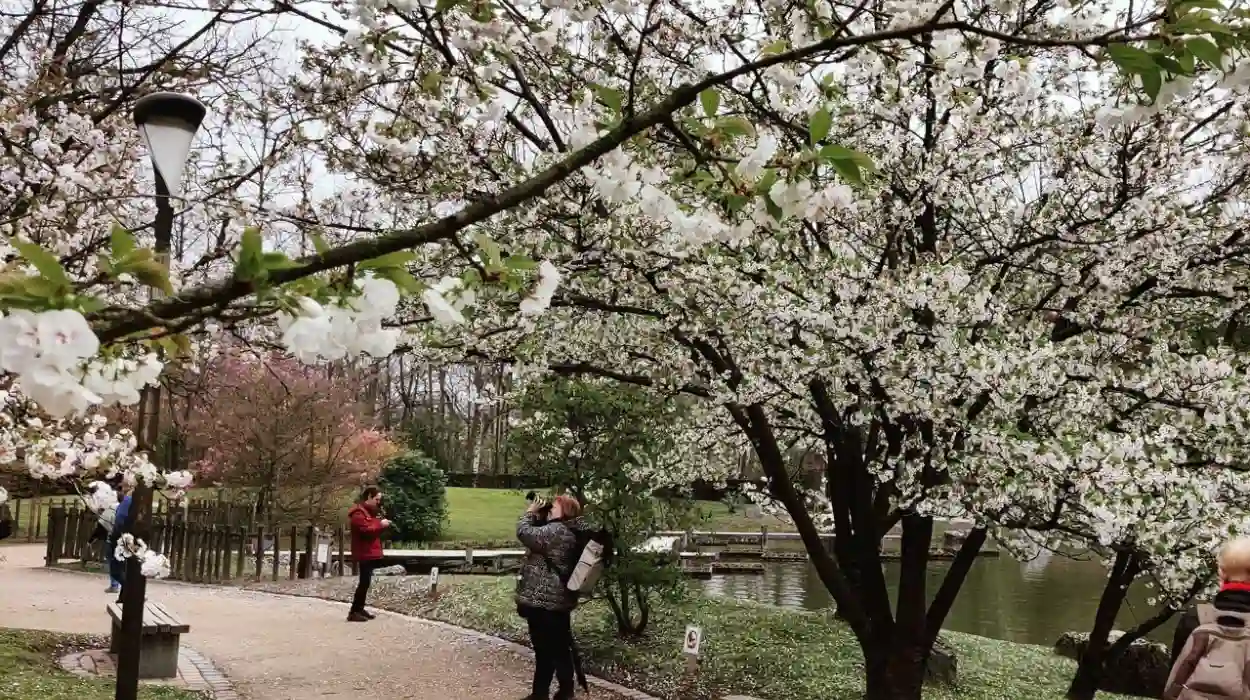Hasselt Japanese Garden opens early on March 1 with Hanami