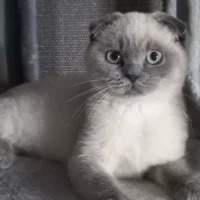 Hasselt woman saves Scottish Fold Cat Myno from euthanasia risk amid import laws