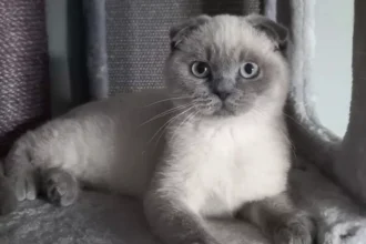 Hasselt woman saves Scottish Fold Cat Myno from euthanasia risk amid import laws