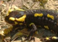 Hasselt’s Urges Visitors to Protect Salamanders from Disturbance and Fungal Disease