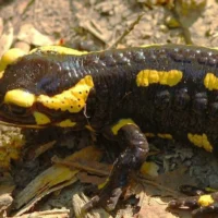 Hasselt’s Urges Visitors to Protect Salamanders from Disturbance and Fungal Disease