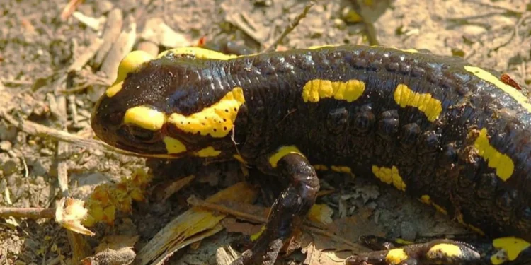 Hasselt’s Urges Visitors to Protect Salamanders from Disturbance and Fungal Disease
