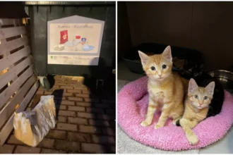Help Animals shelter rescues kittens in Anderlecht