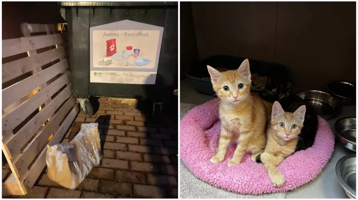 Help Animals shelter rescues kittens in Anderlecht