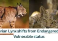 Iberian-Lynx-shifts-from-Endangered-to-Vulnerable-status