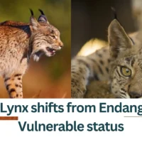Iberian-Lynx-shifts-from-Endangered-to-Vulnerable-status