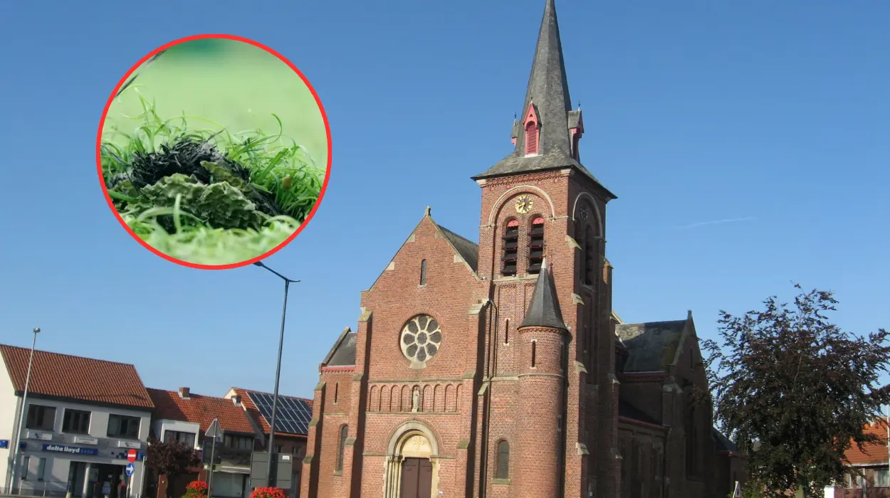 Illegal Dutch waste used under 3 turf fields in Oud-Turnhout & Ravels