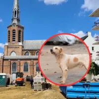 Illegal pet breeder in Beringen jailed for 1 year