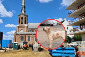 Illegal pet breeder in Beringen jailed for 1 year