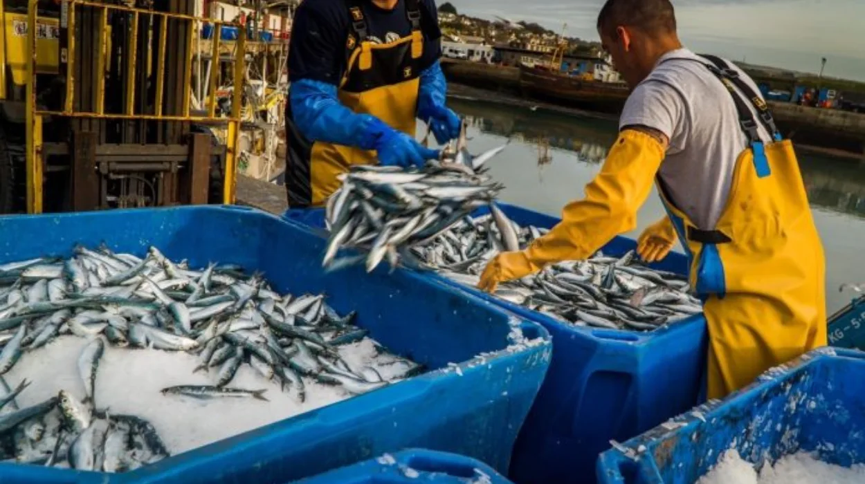 Impact on EU Fish Supply Chains