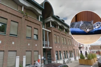 Izegem Town Hall adopted shelter cat Lionel for mouse control