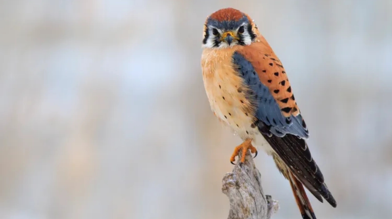 Kestrel Ecological Role in Agricultural Settings