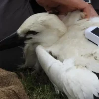 Knokke-Heist A haven for Belgium's stork population