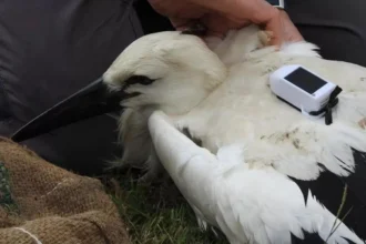 Knokke-Heist A haven for Belgium's stork population