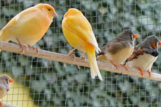 Kortenberg Flemish Association seizes 75 neglected birds