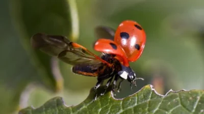 Ladybirds and Their Seasonal Behavior