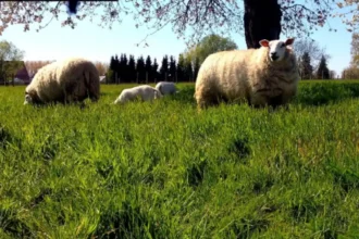 Lennik’s Ark van Pollare saves 170 animals, Ellen Van Assche seeks aid