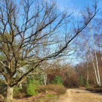 Limburg 37 year old  death in Oudsbergen, woman arrested