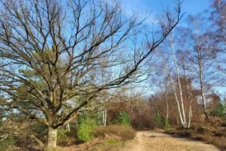 Limburg 37 year old  death in Oudsbergen, woman arrested