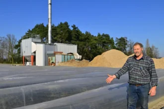 Limburg Asparagus farmers harvest early with heated fields