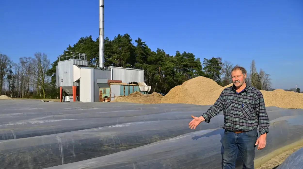Limburg Asparagus farmers harvest early with heated fields