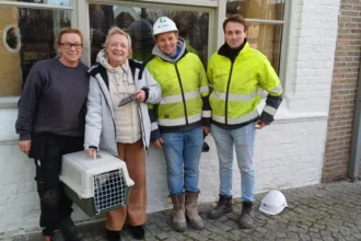 Lo Sint-Pieterskerk workers rescue missing cat Fientje 