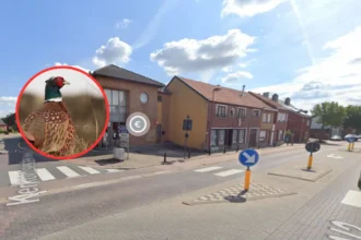 Lubbeek man fined €8K for releasing 21 Pheasants illegally