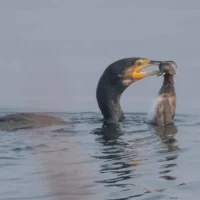 Malderen Cormorant dies as fishing waste threatens birds