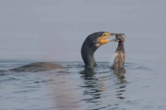 Malderen Cormorant dies as fishing waste threatens birds