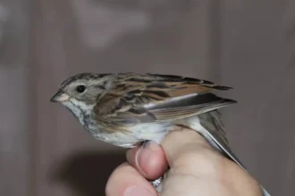 Masked Bunting's rare visit to Knokke-Heist Wouter Favevts reacts